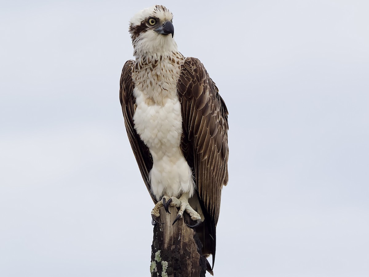 Águila Pescadora - ML620294877