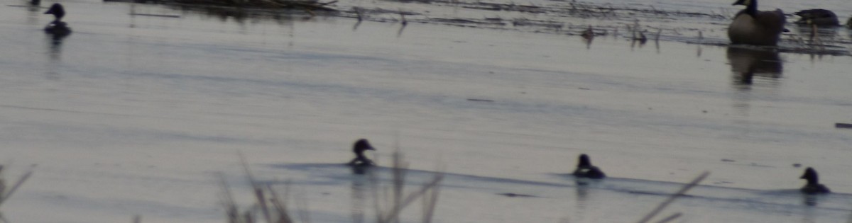 Common Goldeneye - ML620294879