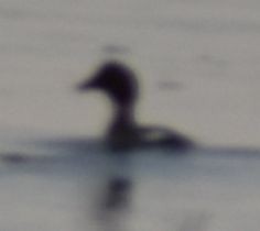 Common Goldeneye - ML620294880