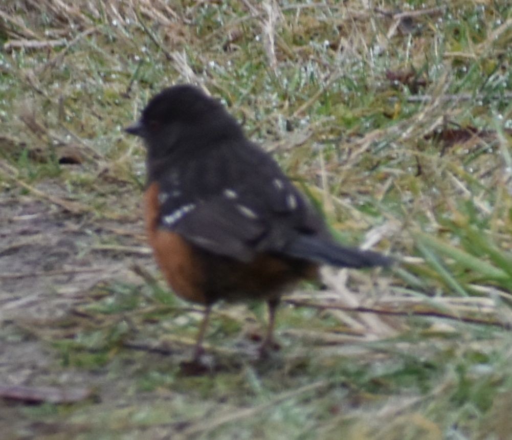 Spotted Towhee - Sally Anderson