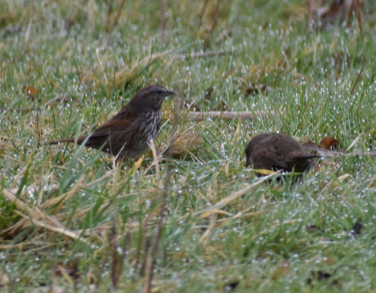 Song Sparrow - ML620294886