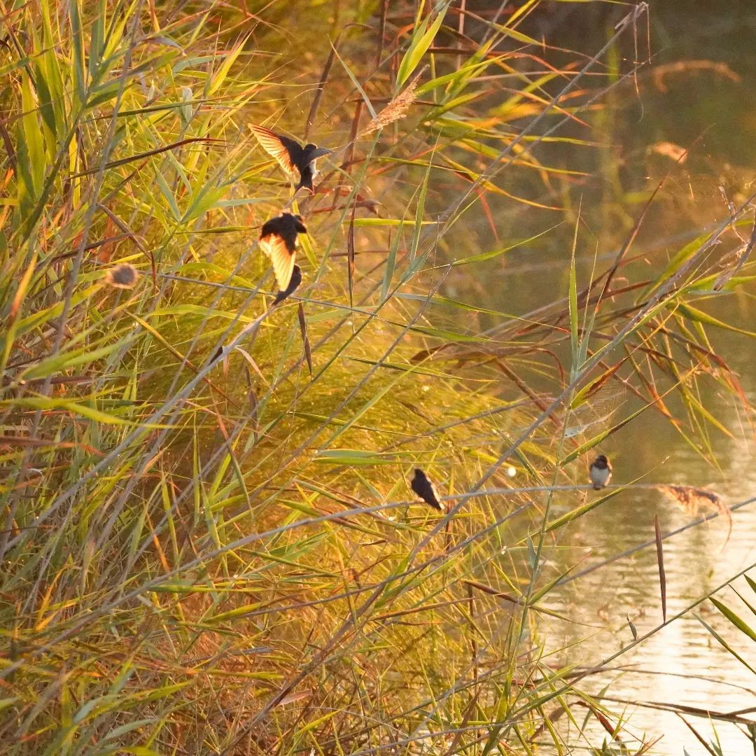 Barn Swallow - ML620294888