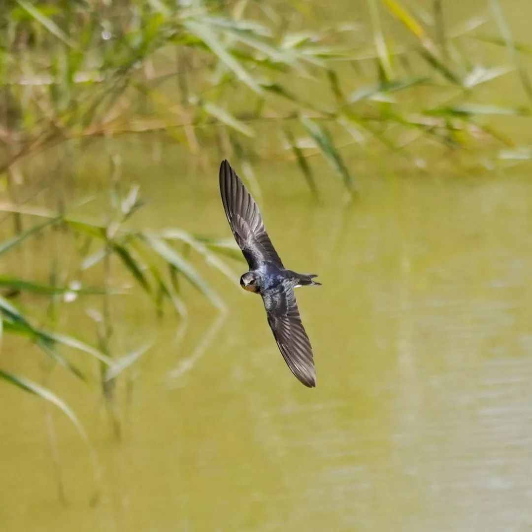 Barn Swallow - ML620294890