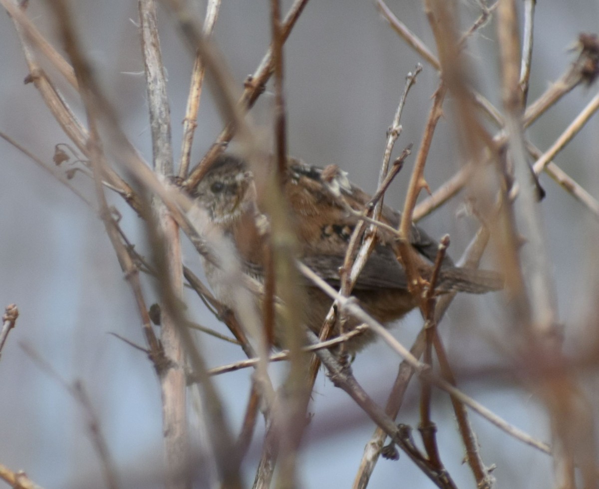 Marsh Wren - ML620294893