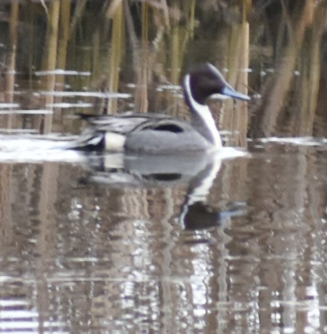 Northern Pintail - ML620294894