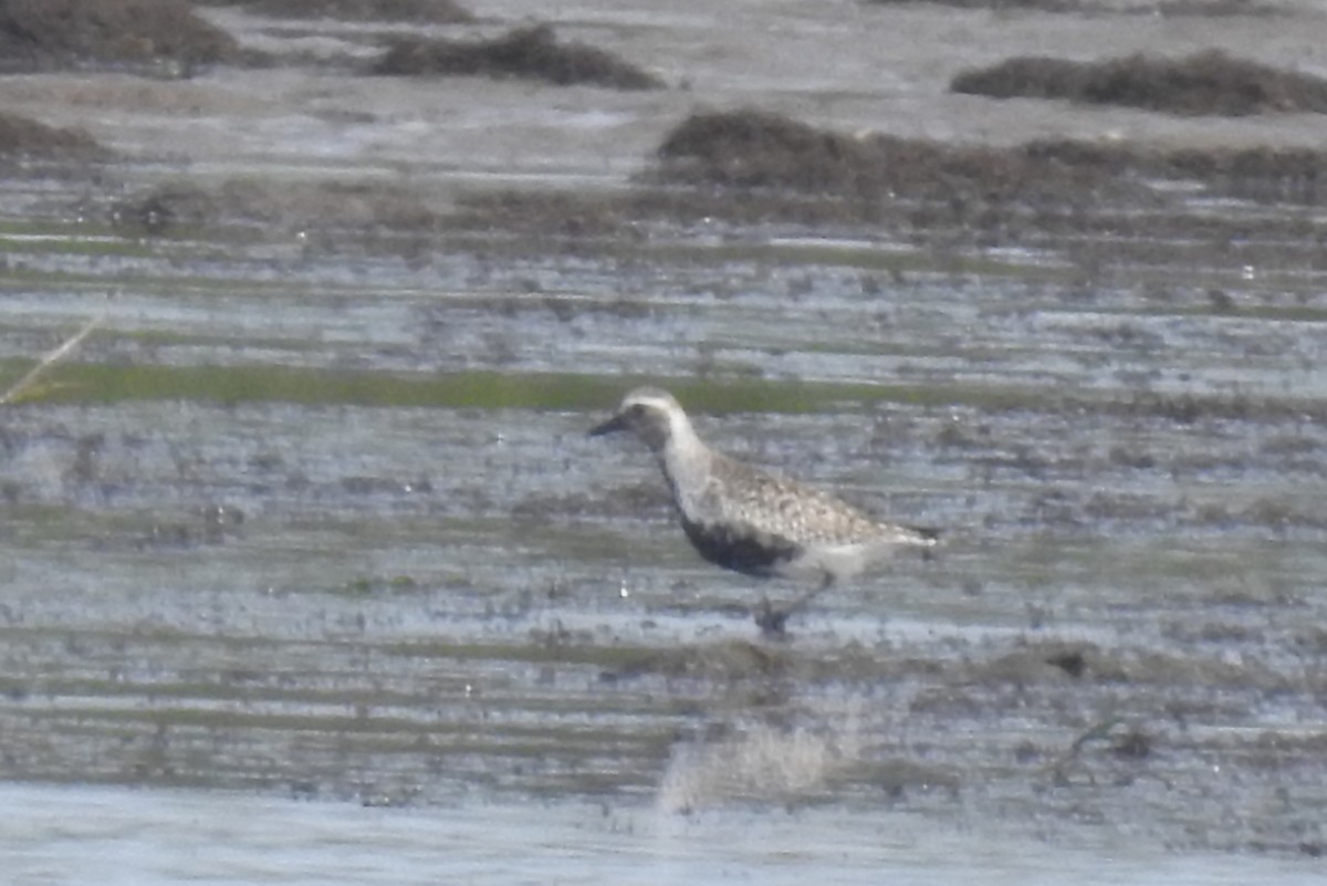 Black-bellied Plover - ML620294900