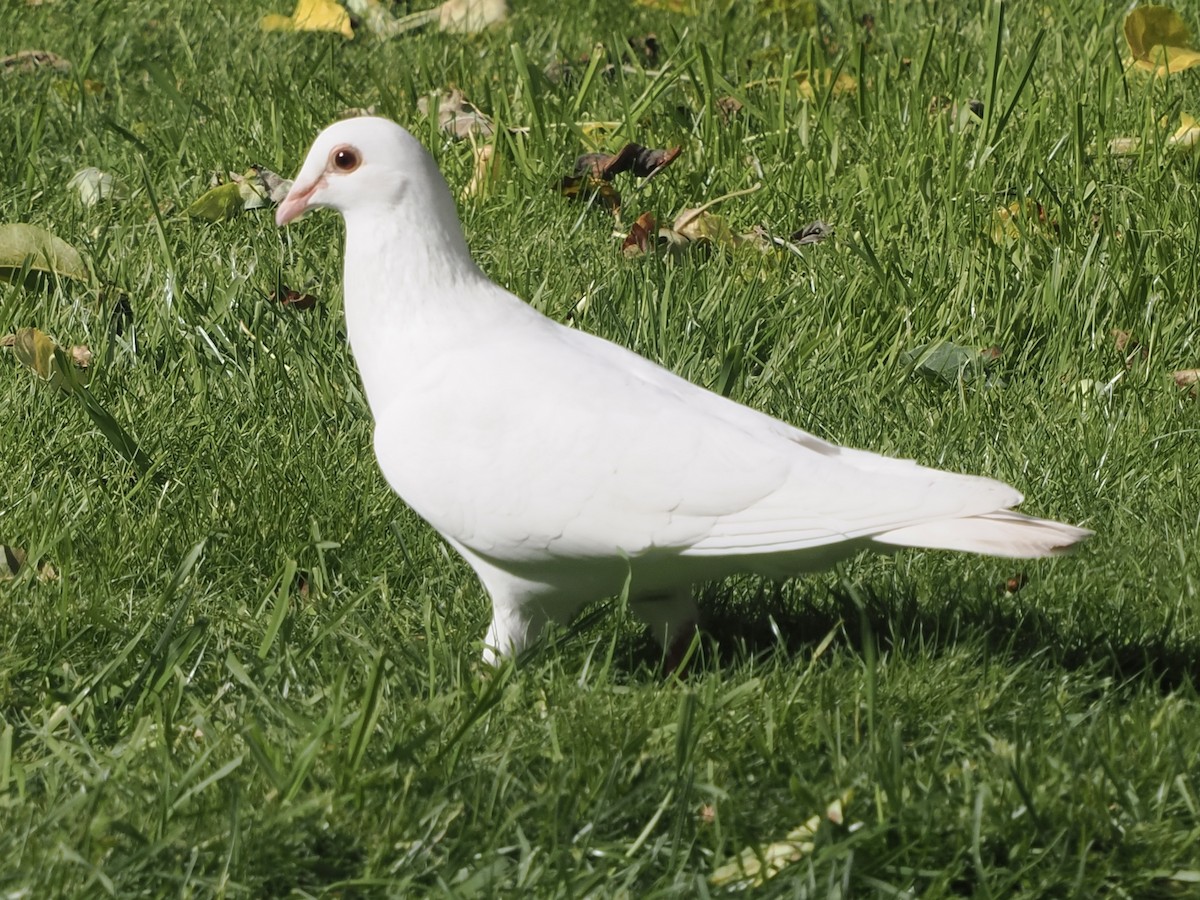 Rock Pigeon (Feral Pigeon) - ML620294905