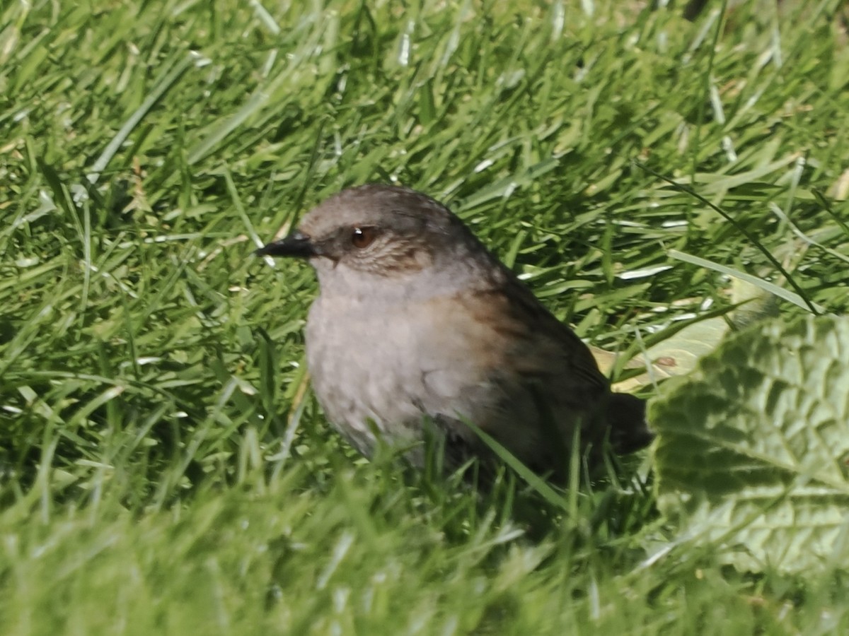 Dunnock - ML620294909