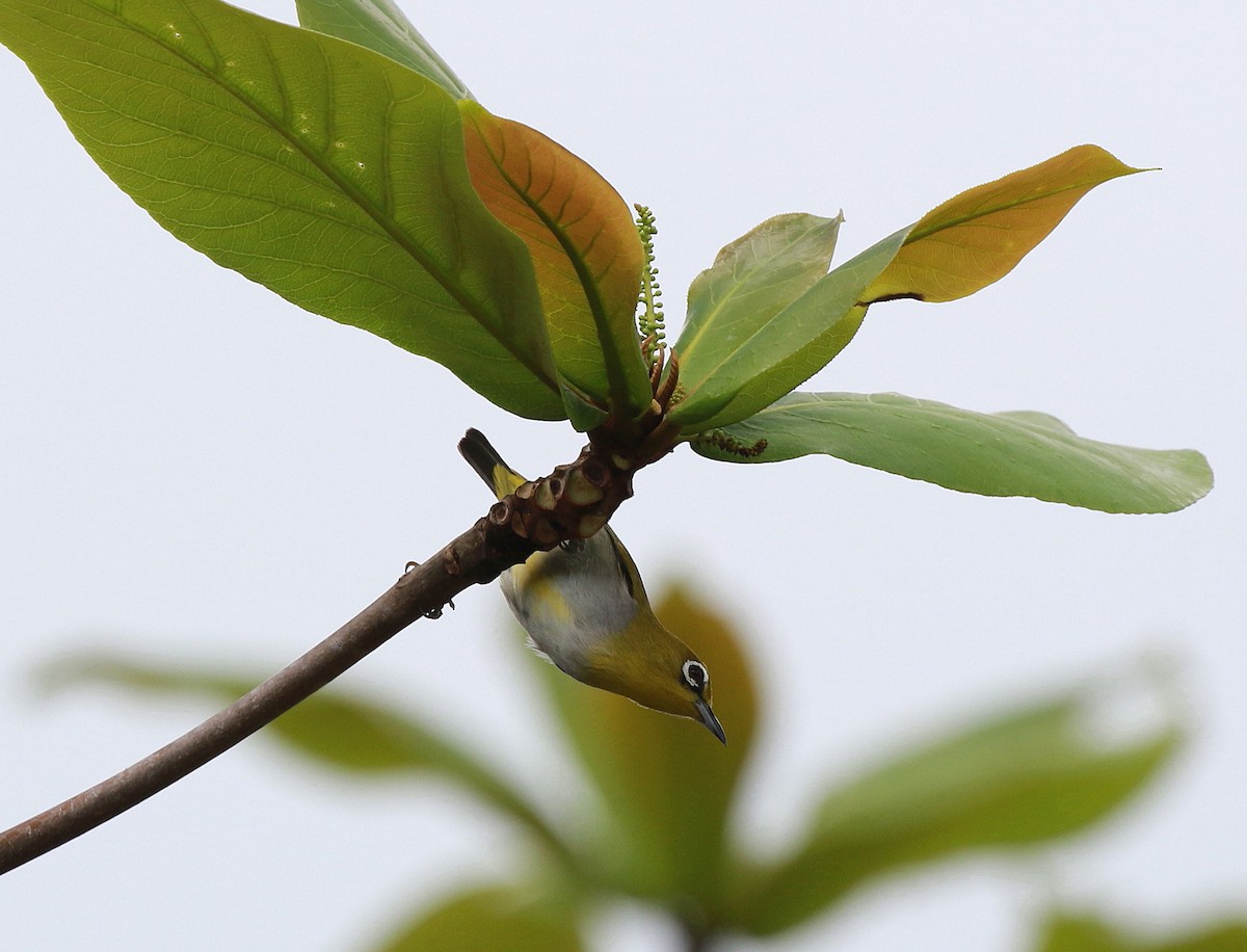 Swinhoe's White-eye - ML620294911