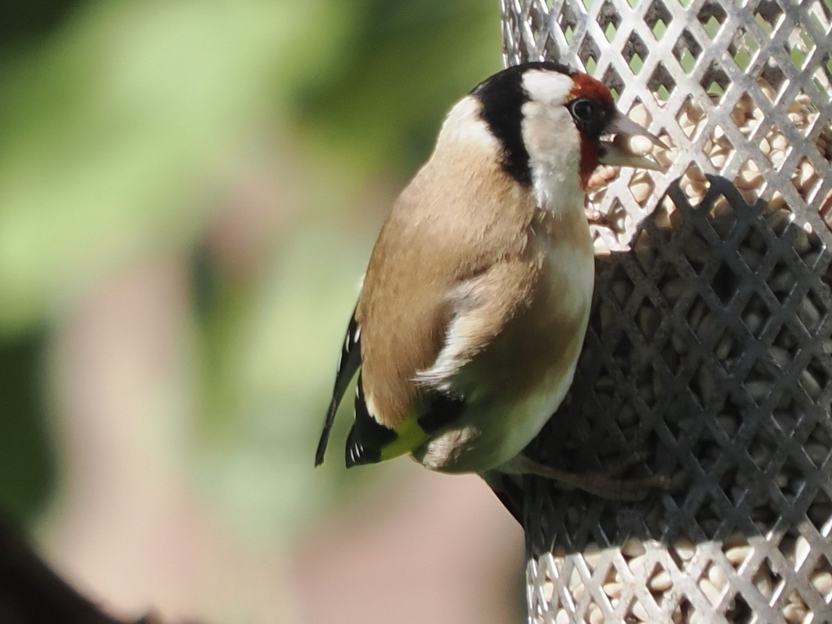 European Goldfinch - ML620294912