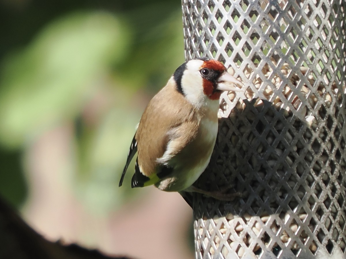 European Goldfinch - ML620294913