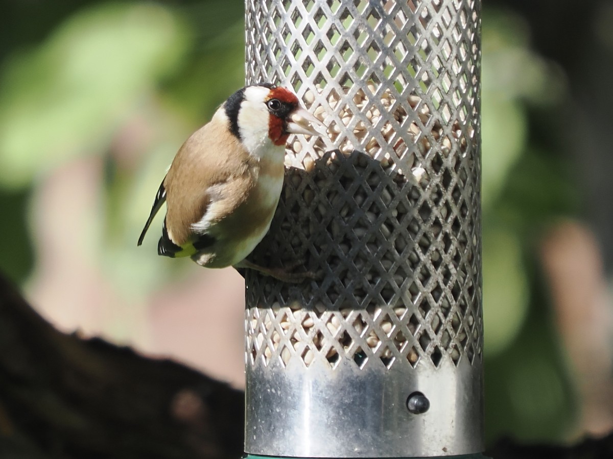 European Goldfinch - ML620294914