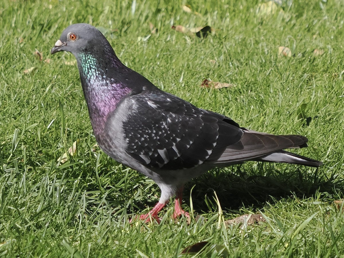 Rock Pigeon (Feral Pigeon) - ML620294915