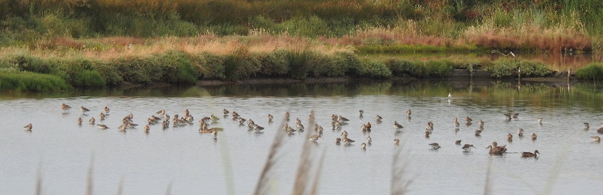 Black-tailed Godwit - ML620294921