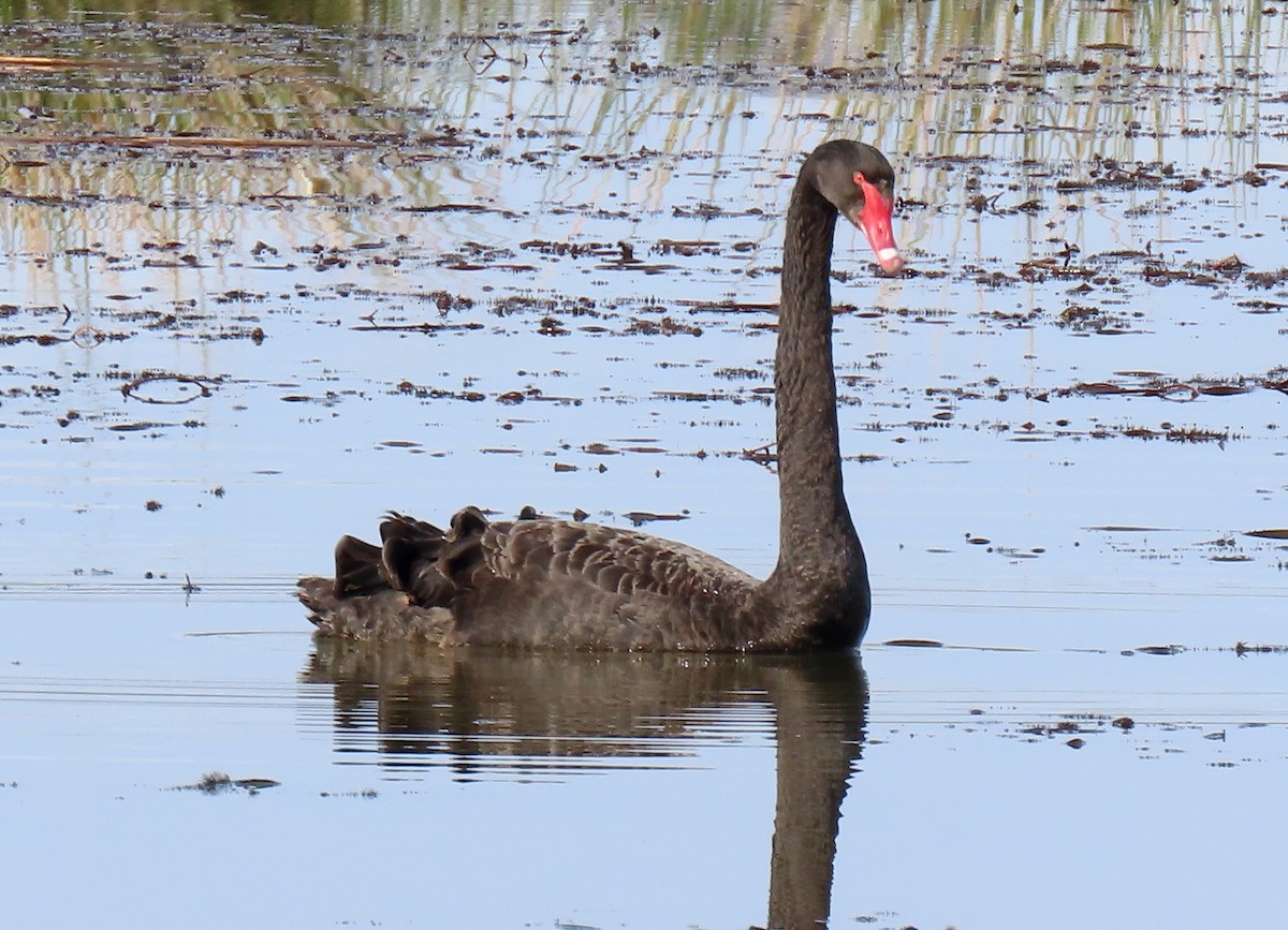 Black Swan - ML620294922