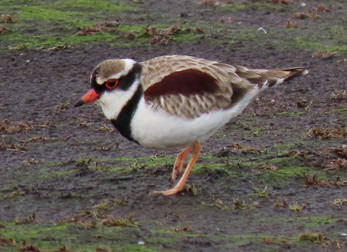 Black-fronted Dotterel - ML620294931