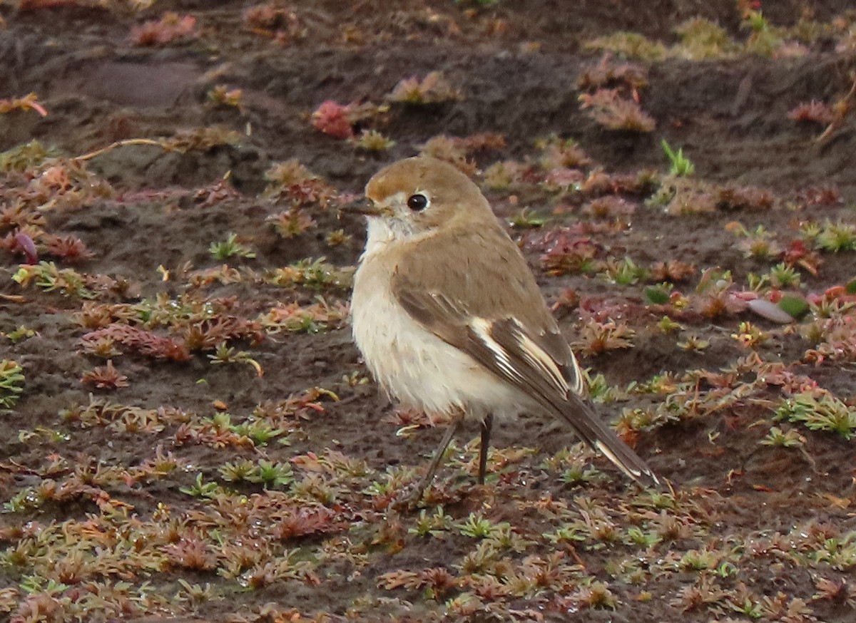 Red-capped Robin - ML620294939