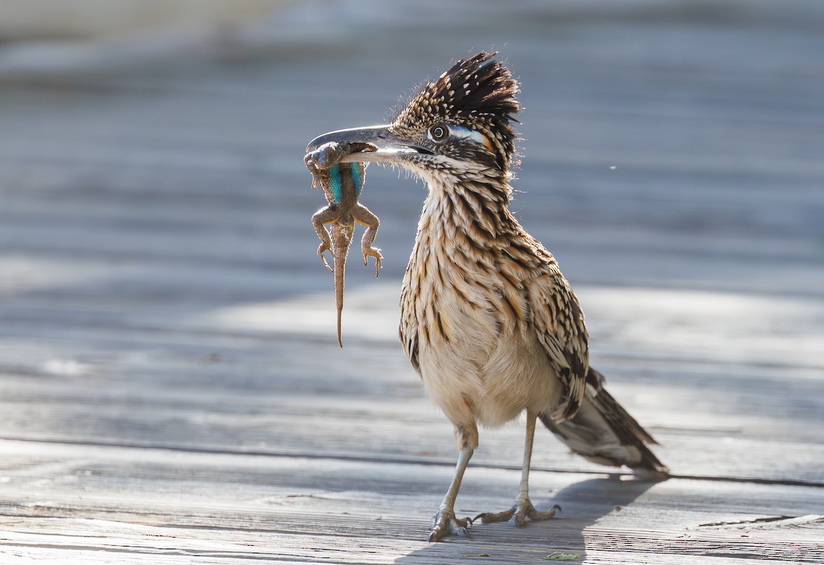 Greater Roadrunner - ML620294944