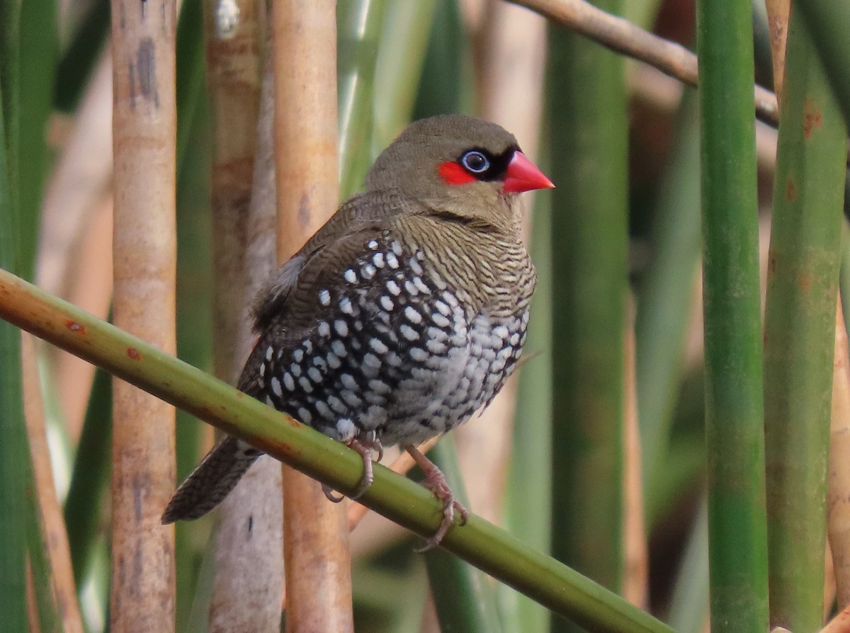 Red-eared Firetail - ML620294946