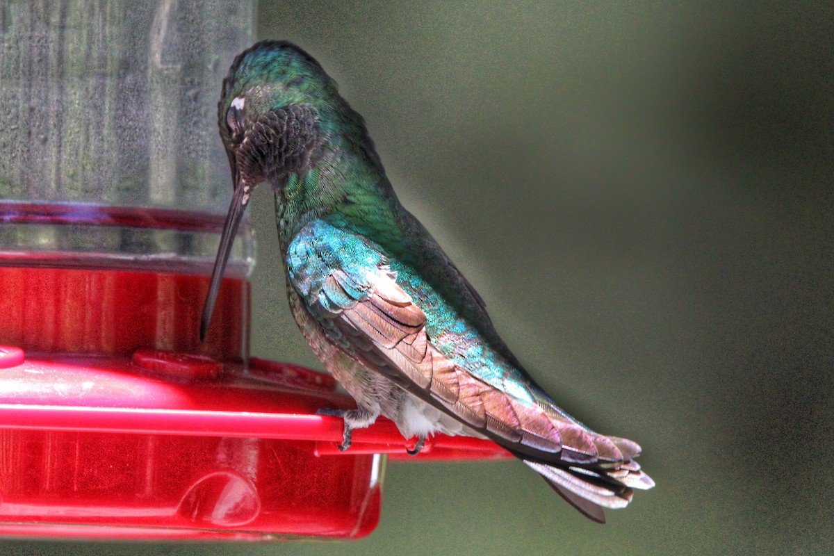 Rivoli's Hummingbird - ML620294949