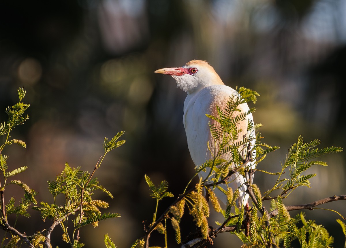 Western Cattle Egret - ML620294951