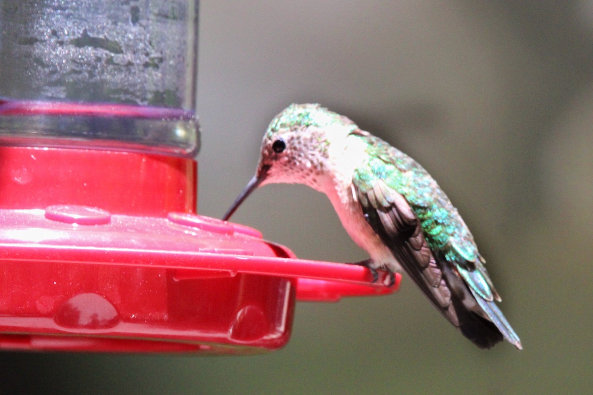 Broad-tailed Hummingbird - ML620294952