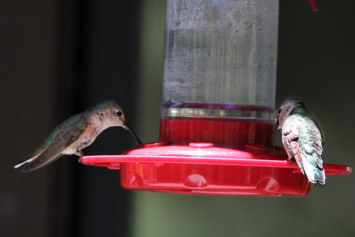 Broad-tailed Hummingbird - ML620294953