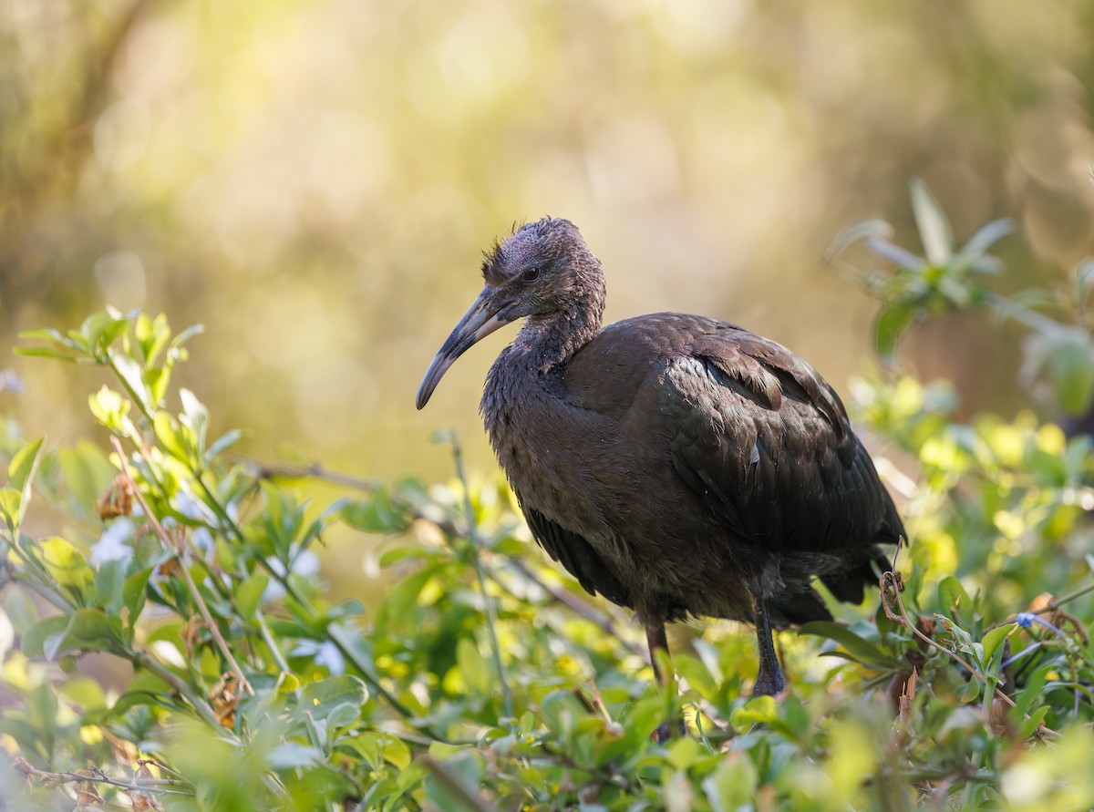 Ibis à face blanche - ML620294954