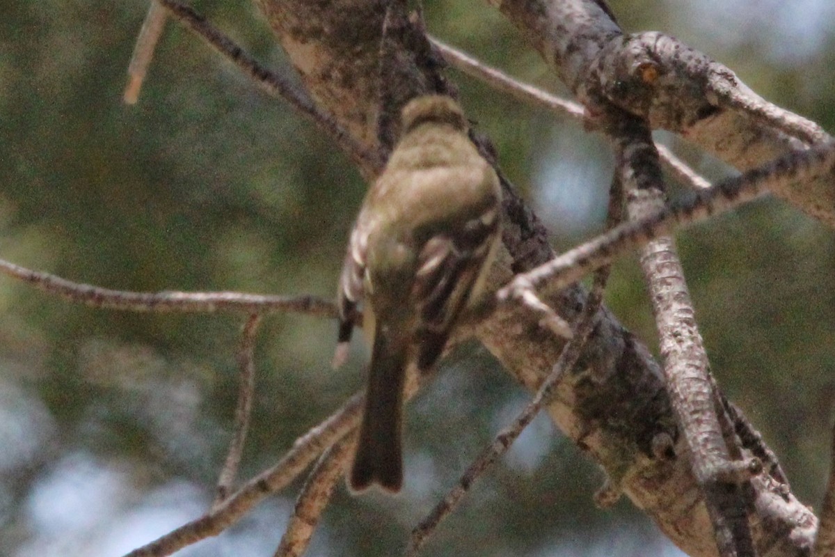 Western Flycatcher (Cordilleran) - ML620294955