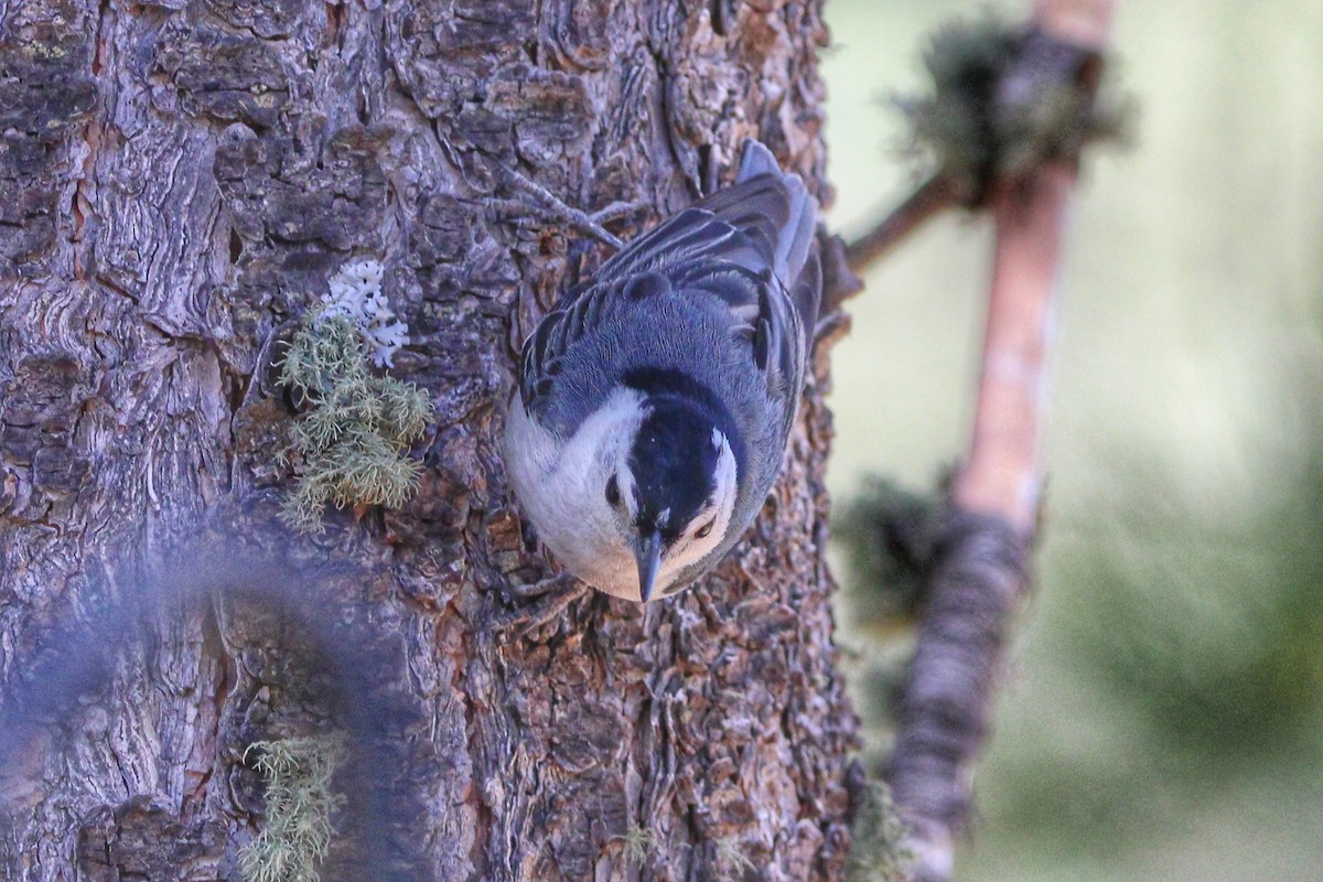 White-breasted Nuthatch - ML620294961
