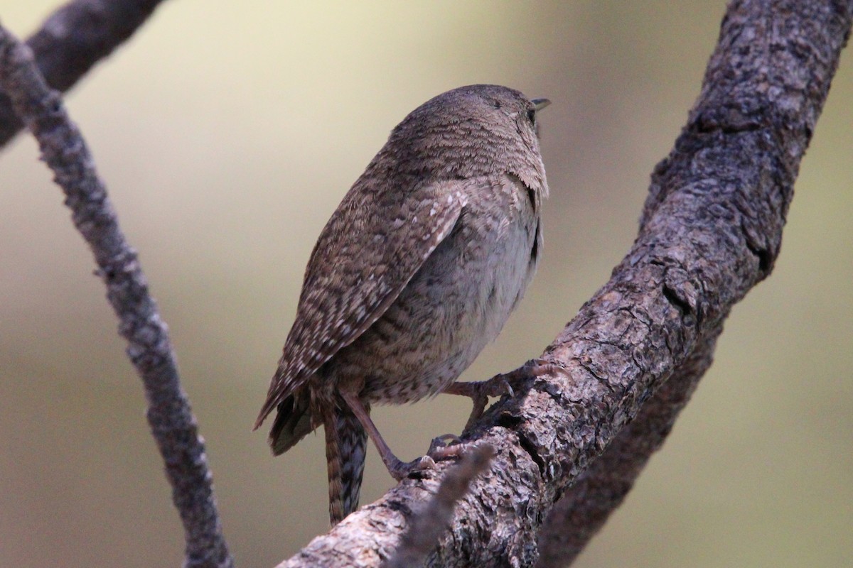 House Wren - ML620294965