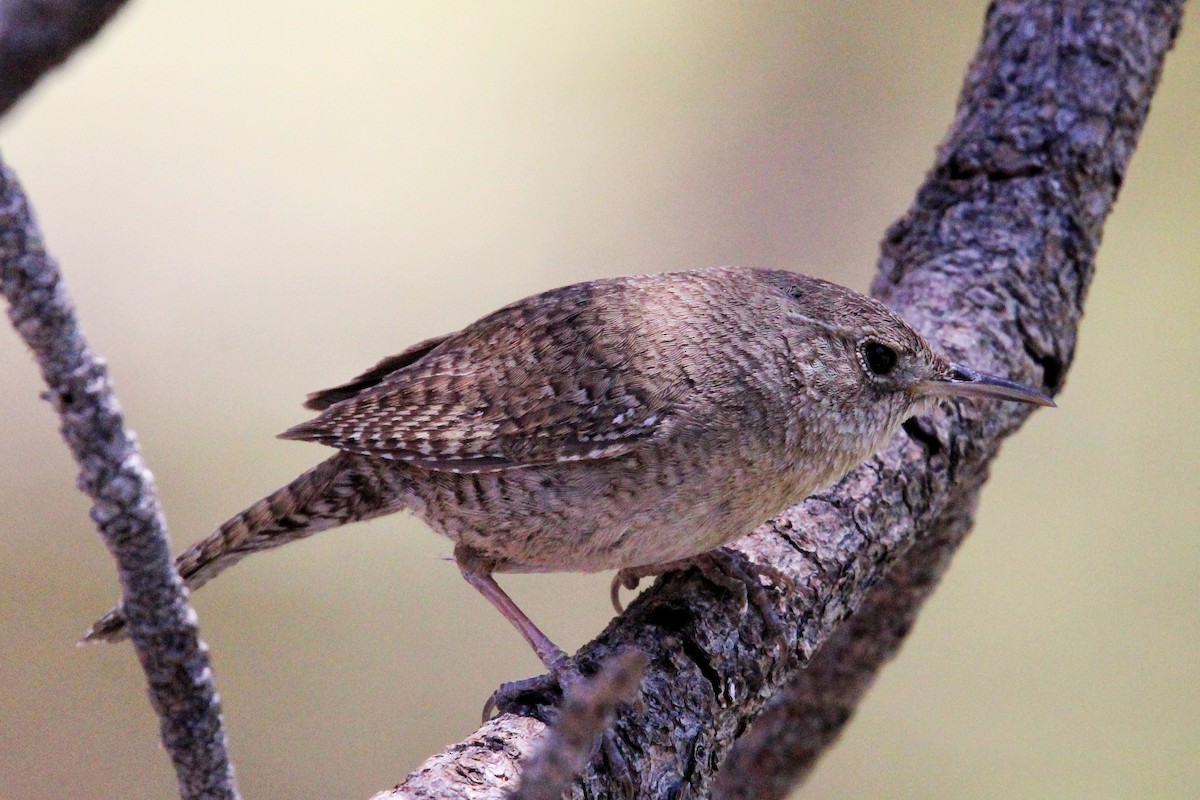 House Wren - ML620294966