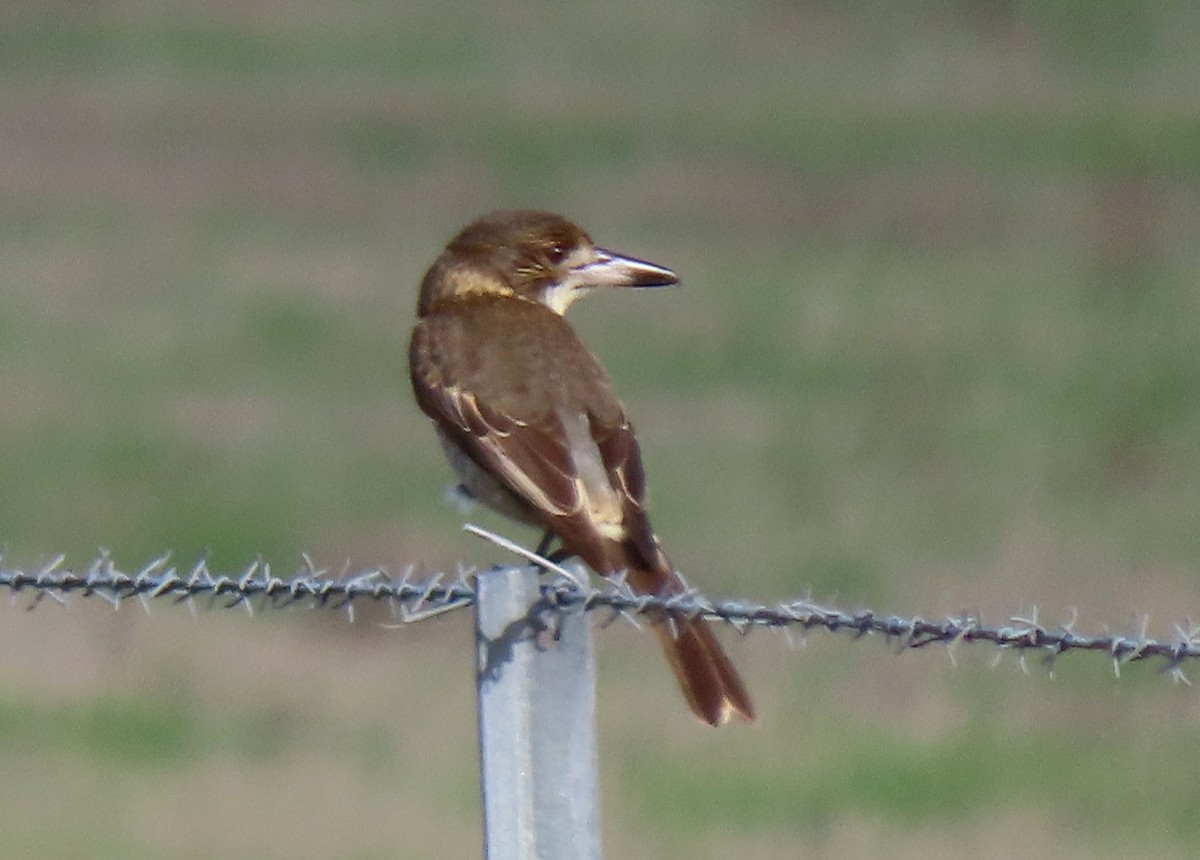 Gray Butcherbird - ML620294971