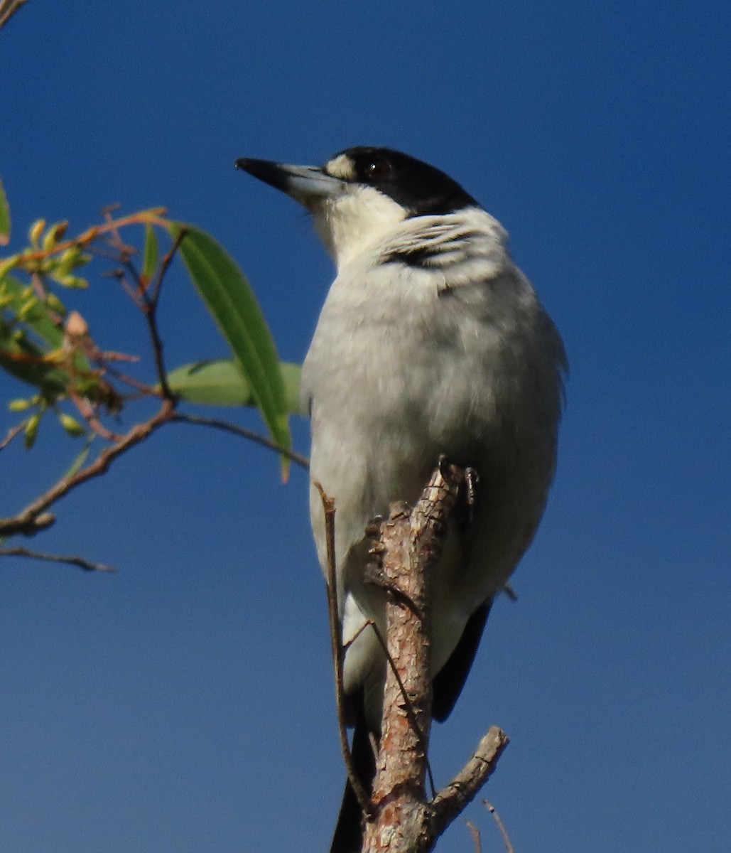 Gray Butcherbird - ML620294973