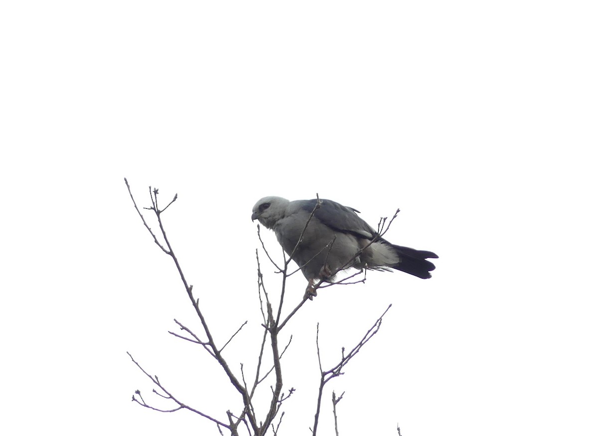 Mississippi Kite - ML620294974