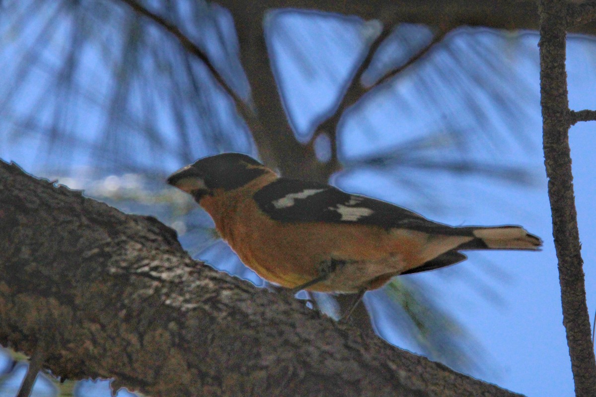 Black-headed Grosbeak - ML620294976