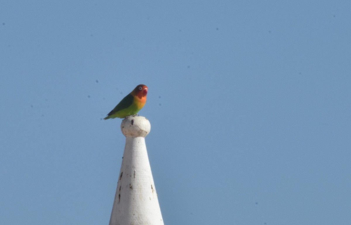 Fischer's Lovebird - ML620294981