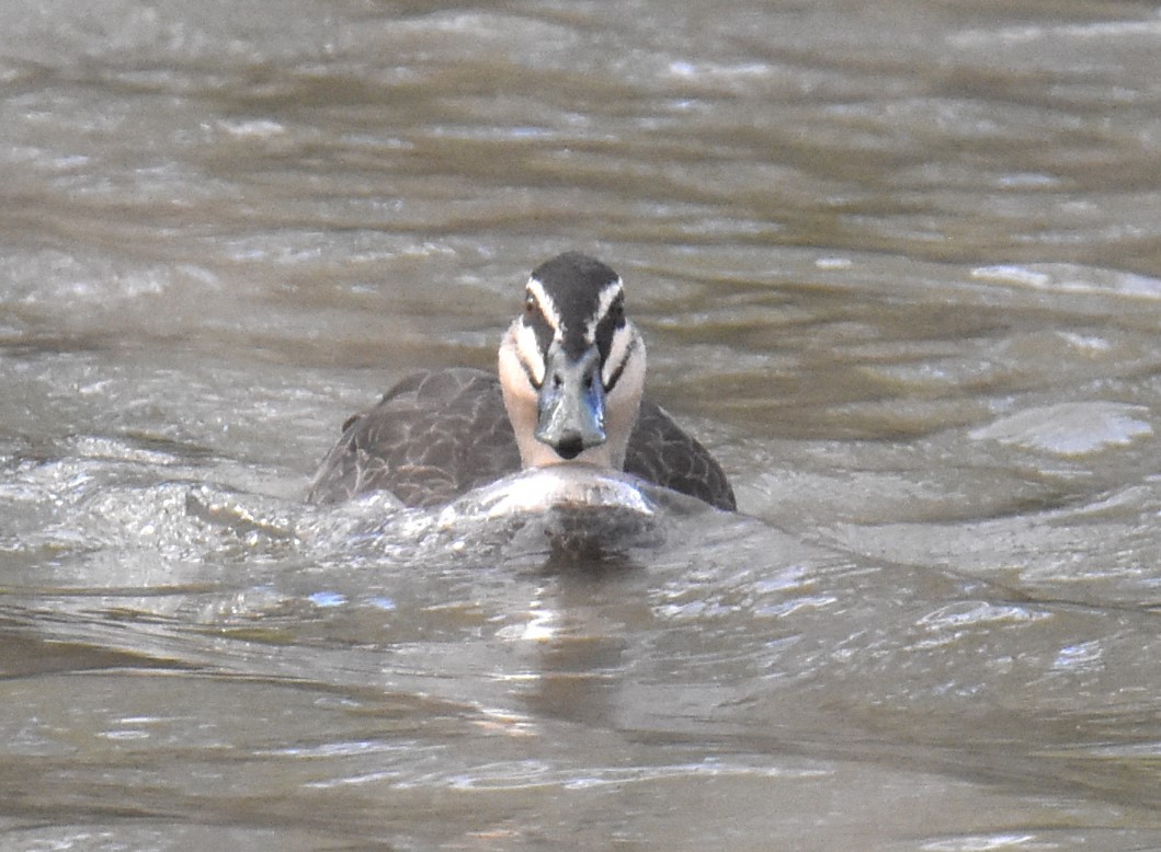 Pacific Black Duck - ML620294995