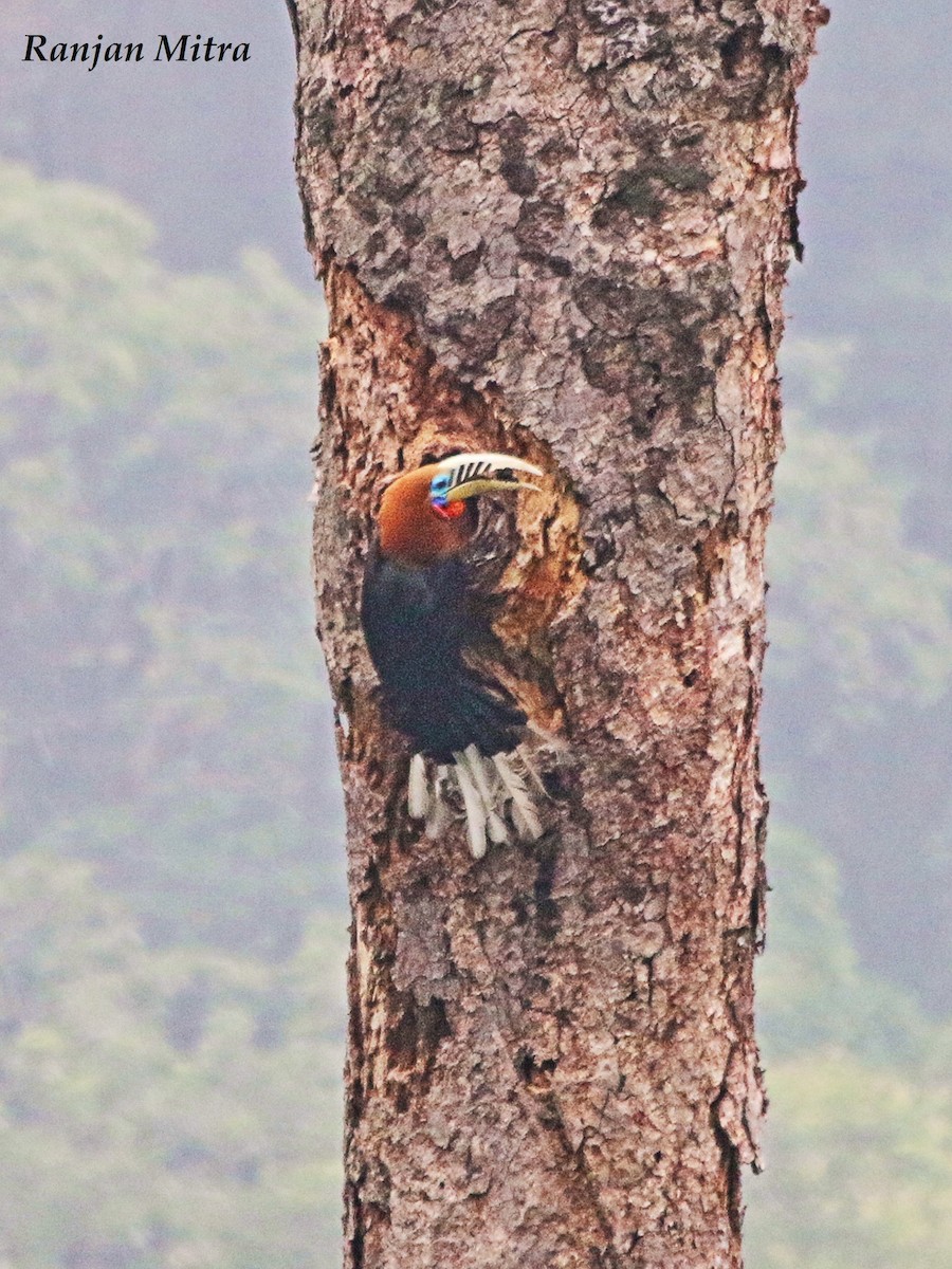 Rufous-necked Hornbill - ML620295004