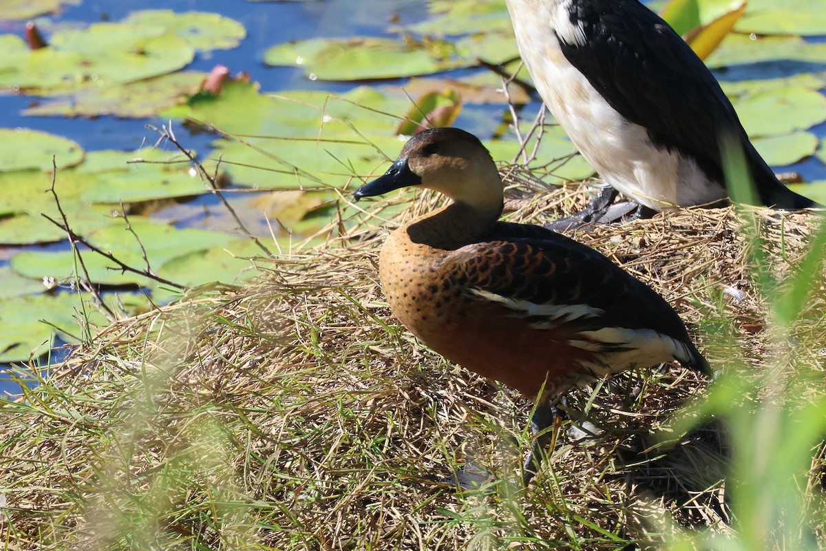 Wandering Whistling-Duck - ML620295007