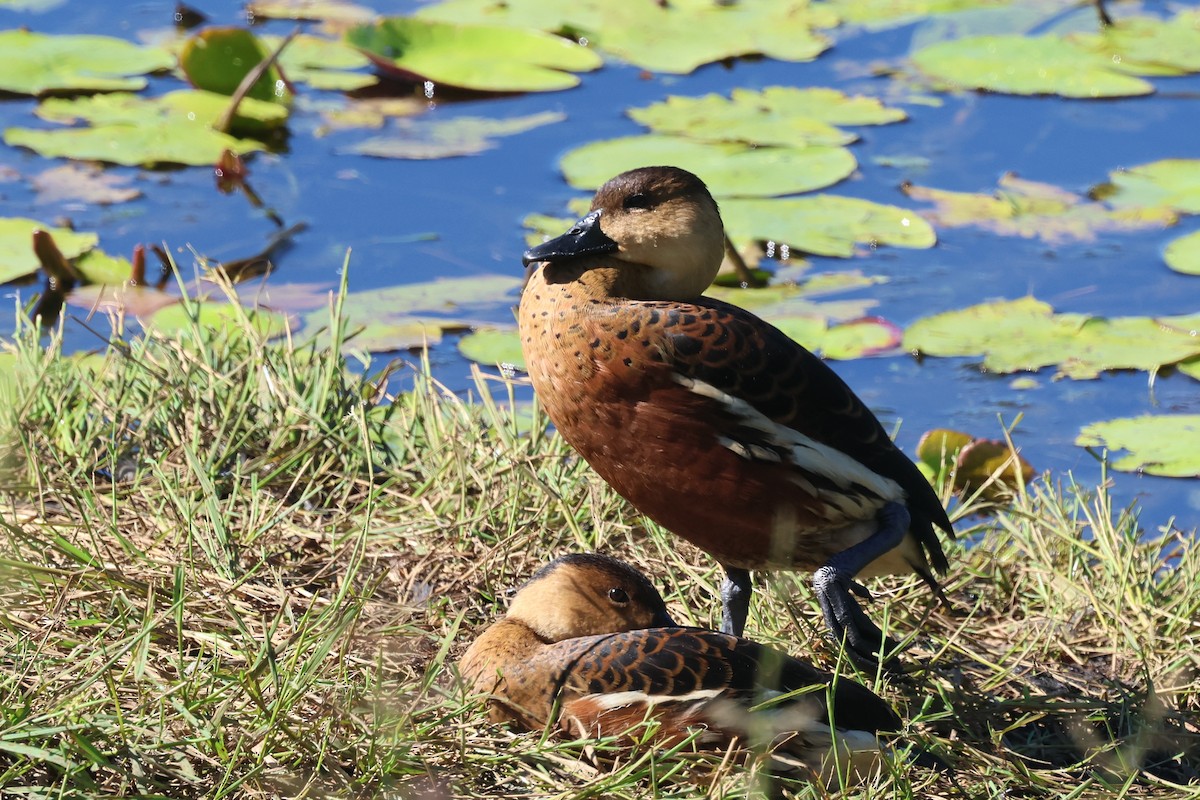 Wandering Whistling-Duck - ML620295008