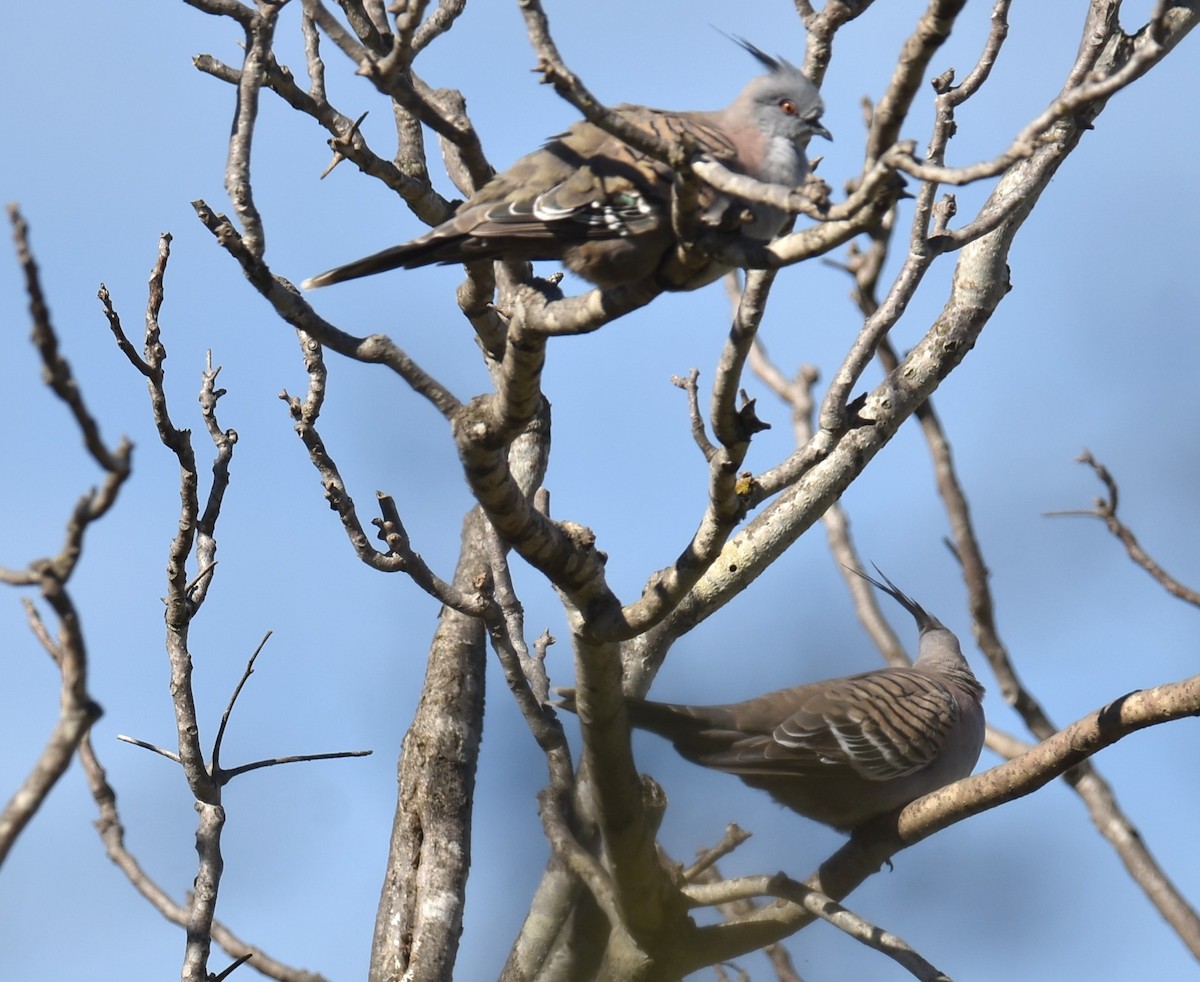 Crested Pigeon - ML620295009