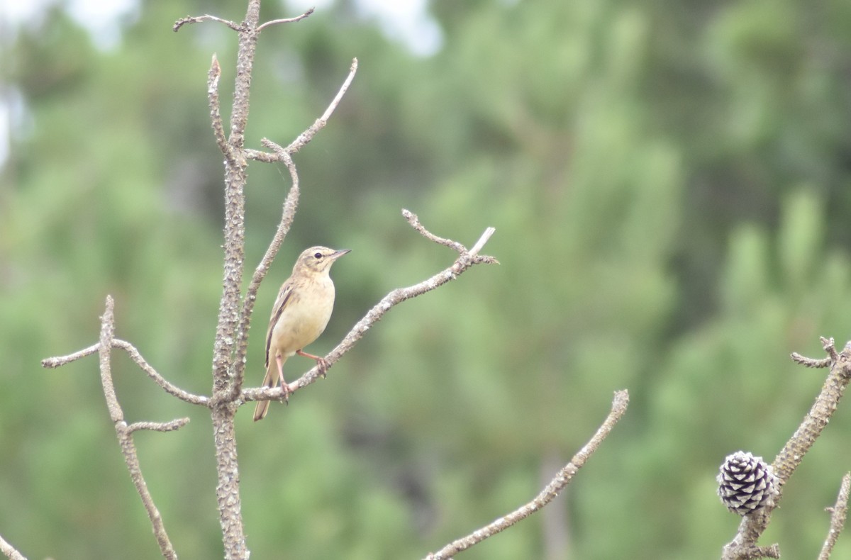 Tawny Pipit - ML620295010