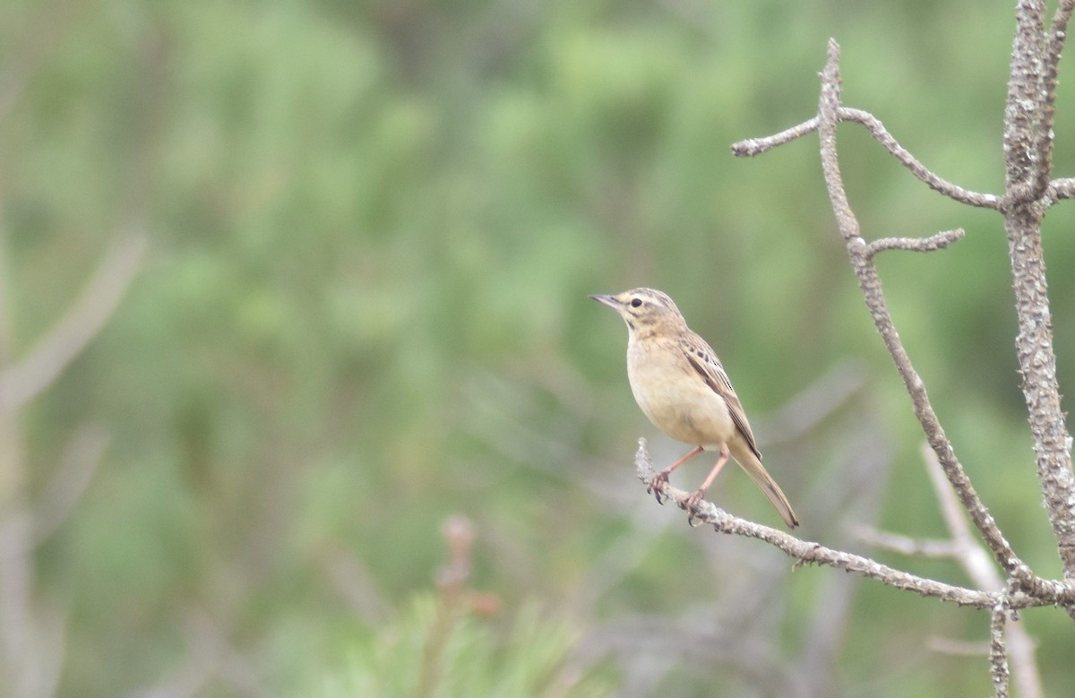 Tawny Pipit - ML620295011