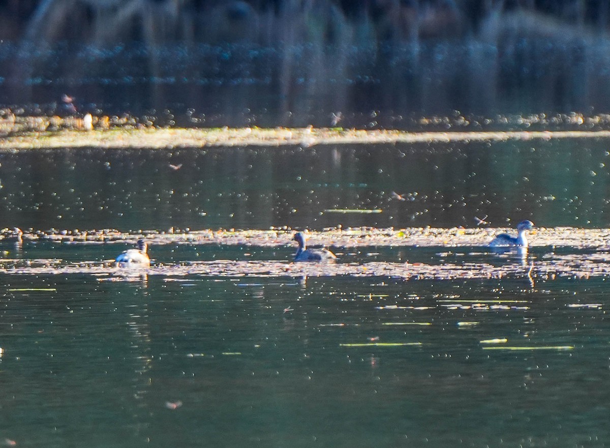 Australasian Grebe - ML620295017