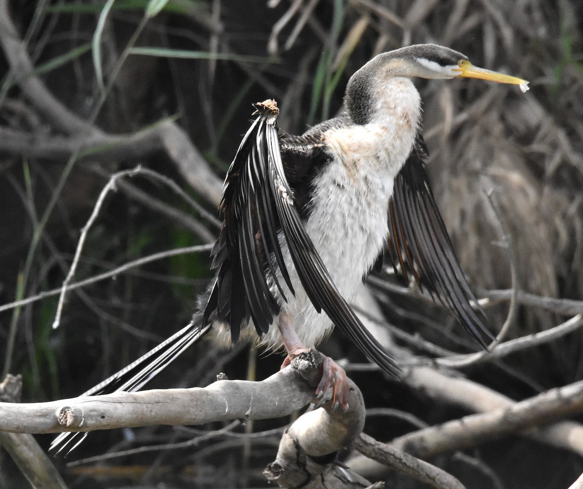 Australasian Darter - ML620295018