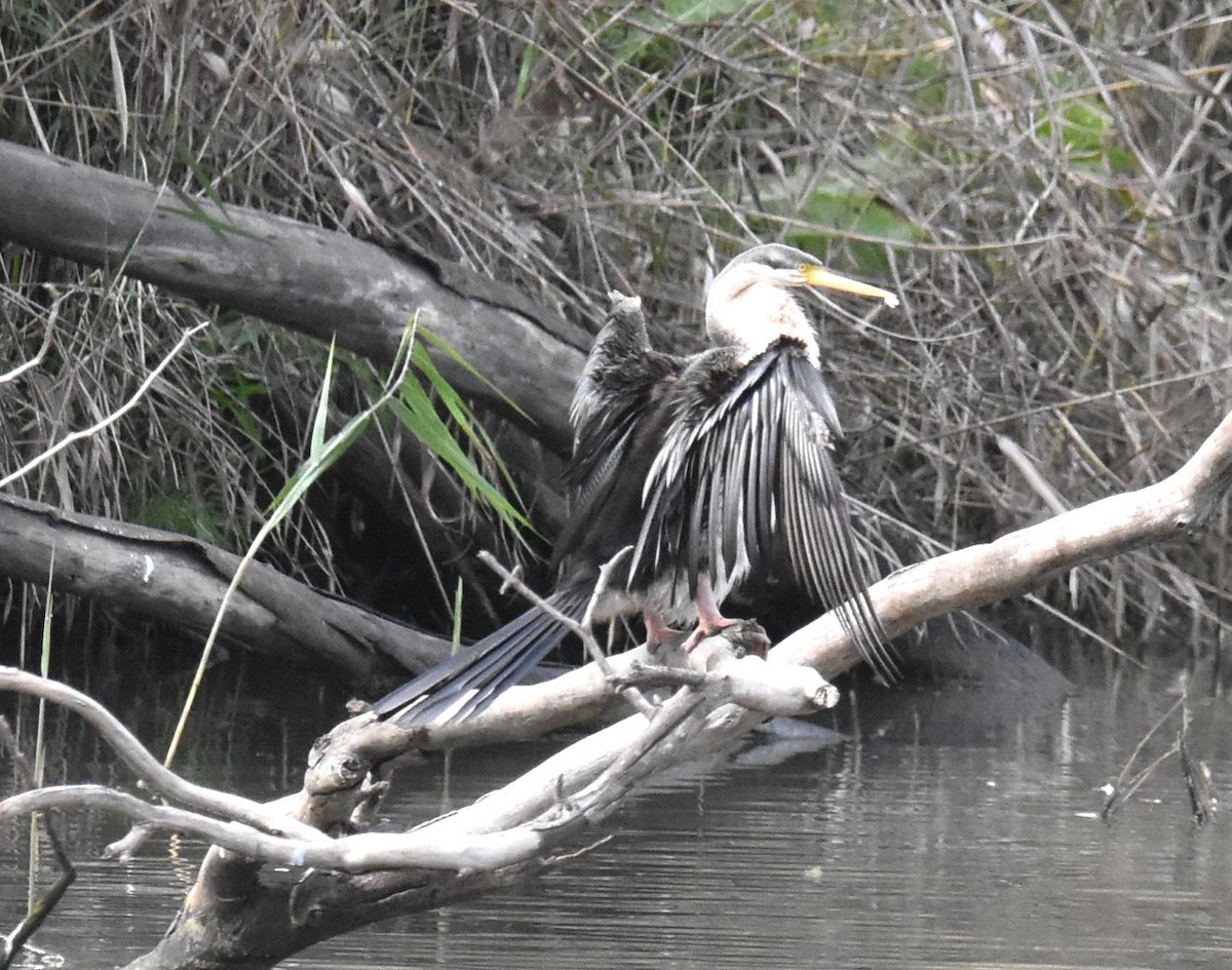 Australasian Darter - ML620295019