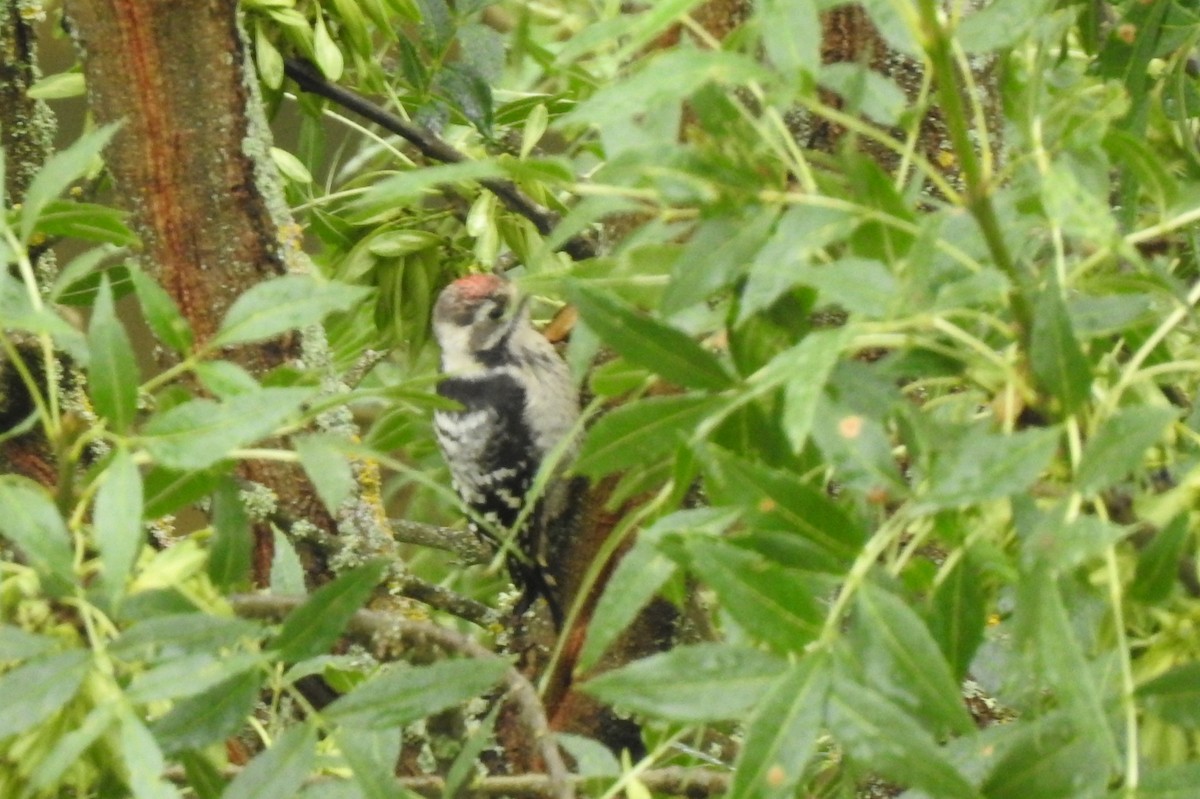 Lesser Spotted Woodpecker - ML620295020