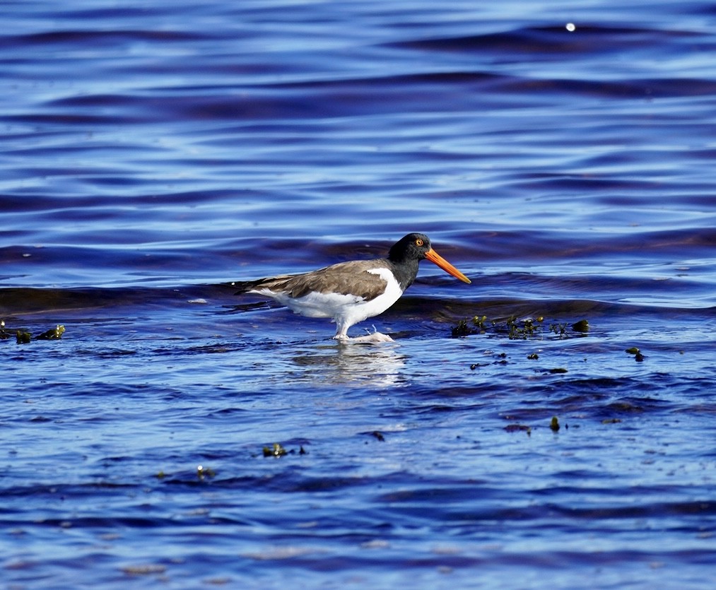 American Oystercatcher - ML620295022