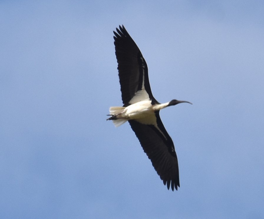 Straw-necked Ibis - ML620295024